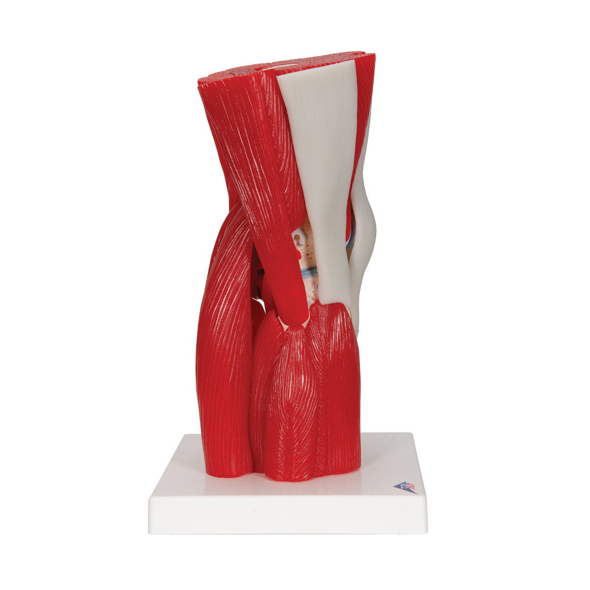 Knee Joint with Removable Muscles, 12 Part