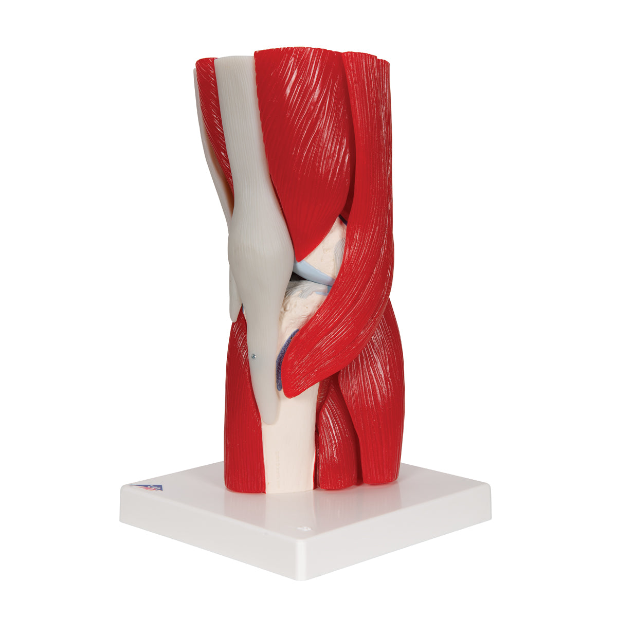 Knee Joint with Removable Muscles, 12 Part