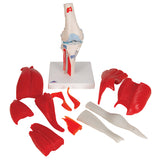 Knee Joint with Removable Muscles, 12 Part