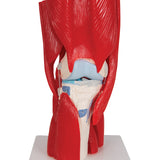 Knee Joint with Removable Muscles, 12 Part