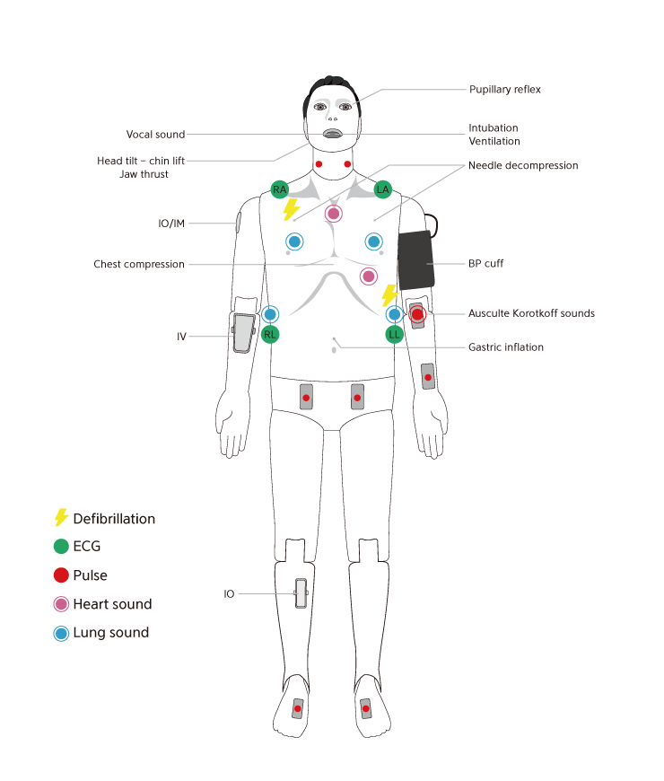 ALS Cardiac Training Model – BT Man