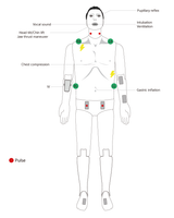 ALS Cardiac Training Model – Lite version