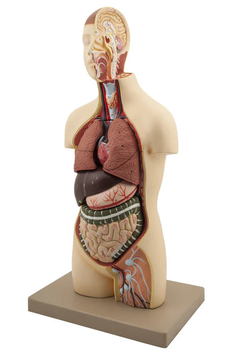 Youth Torso with Head, 9 parts