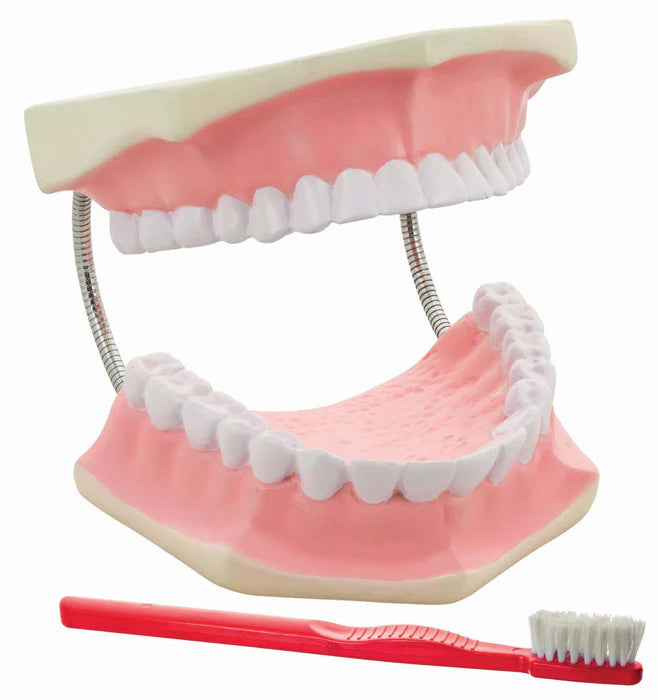 Dental Care Model - Giant, 3x Life-Size