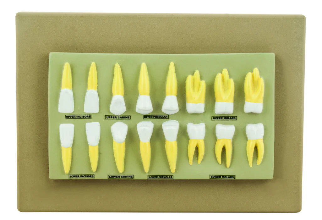 Teeth Anatomical Model Set of 16