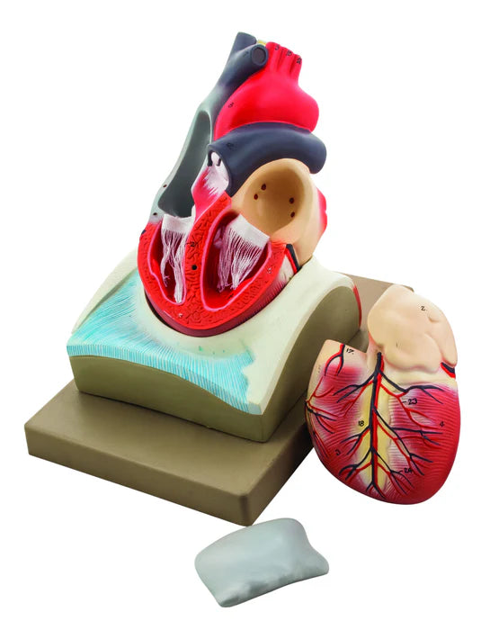Human Heart on Diaphragm - 4 Parts