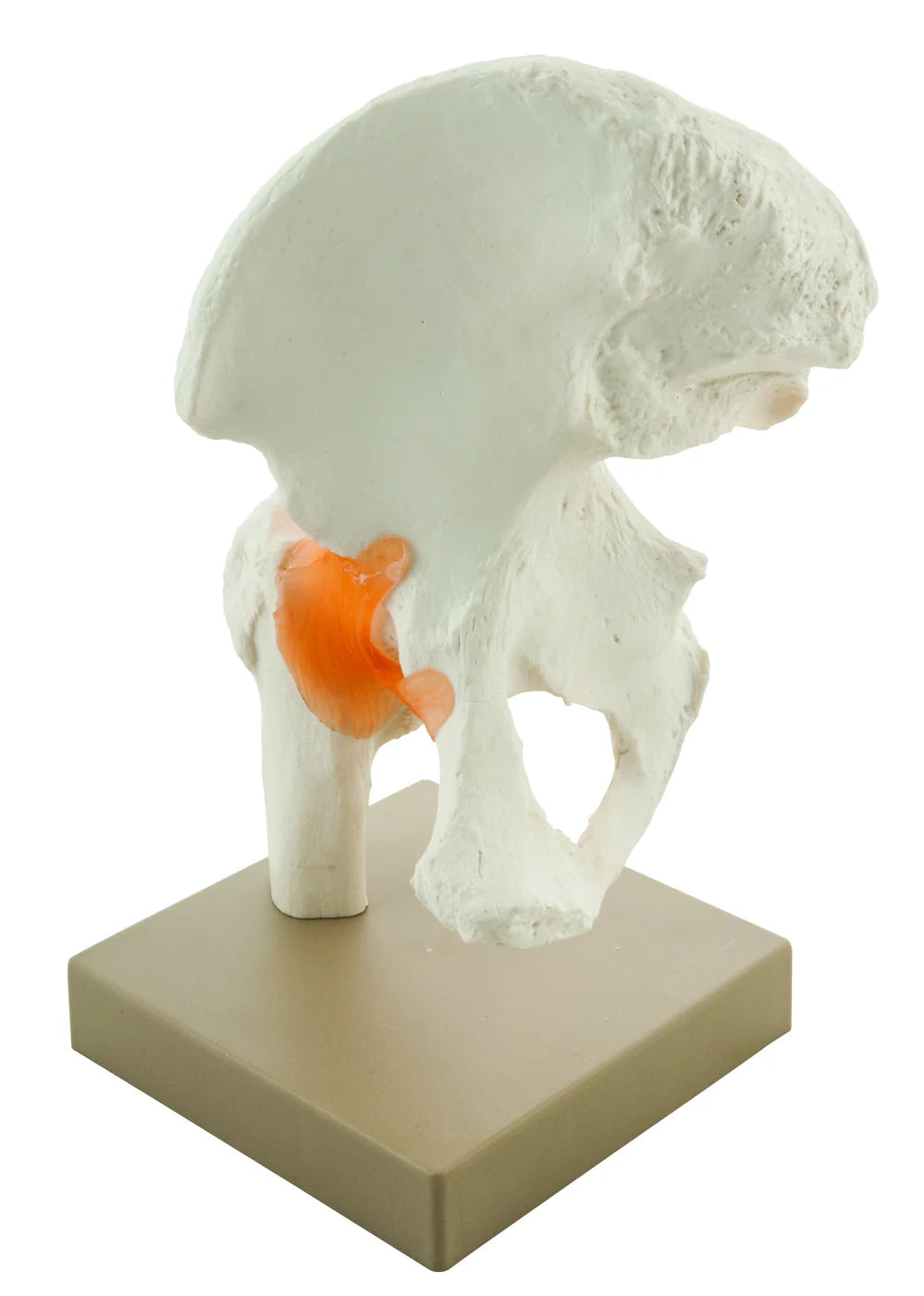 Human Hip Joint Model