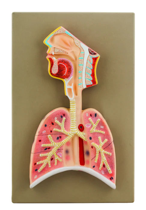 Respiratory System Model Half Live-Size