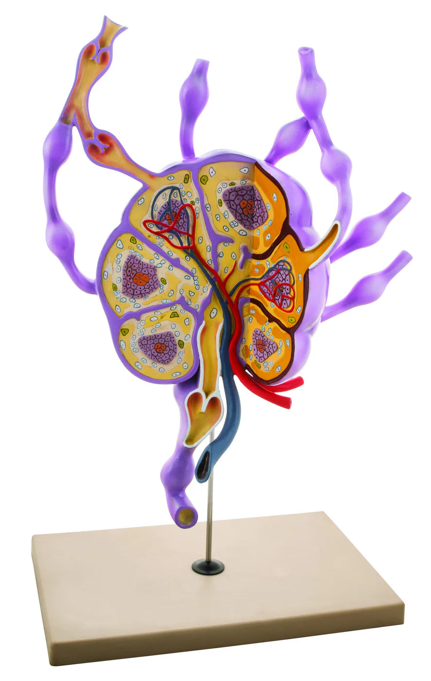 Lymph Nodes Model 24" Tall