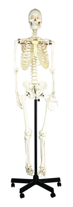Life-Sized Human Skeleton Model (62" Height) Articulated Joints Pelvic Mounted