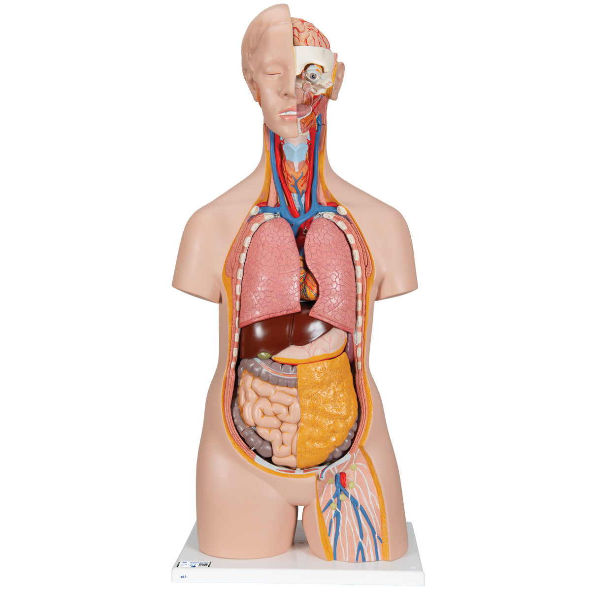 Classic Genderless Torso Model, 14 Part – Anchor Simulation