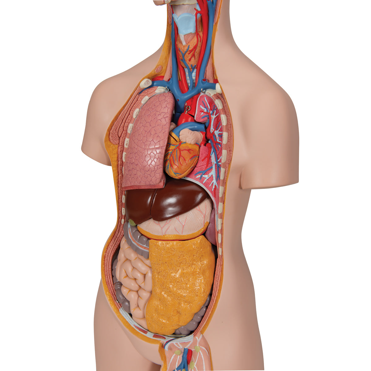 Classic Genderless Torso Model, 14 Part
