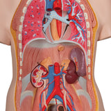 Classic Genderless Torso Model, 14 Part