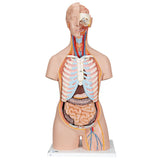Classic Genderless Torso with Open Back, 21-Part
