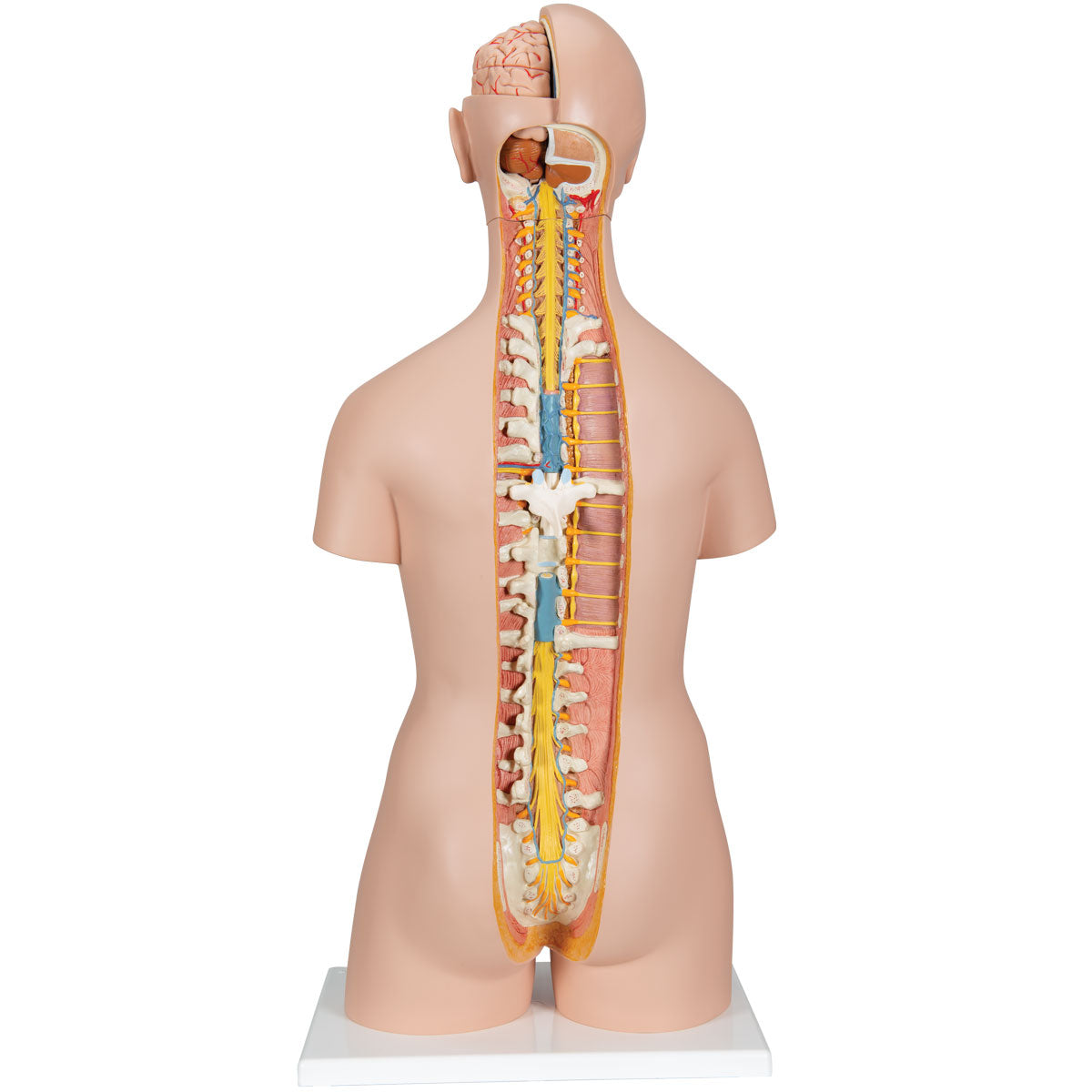 Classic Genderless Torso with Open Back, 21-Part