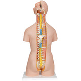 Classic Genderless Torso with Open Back, 21-Part