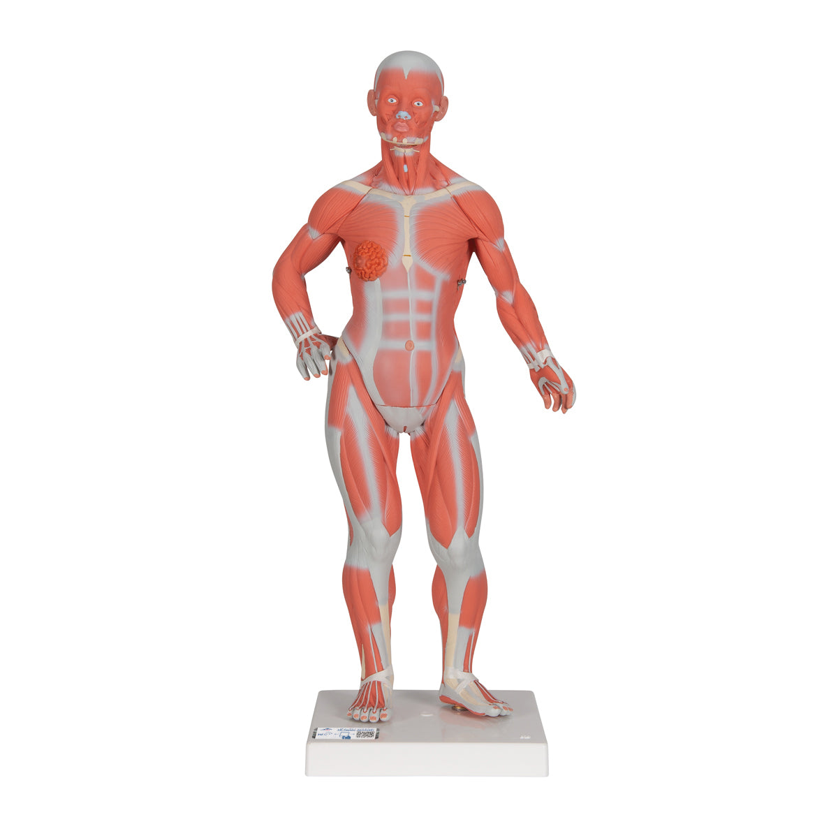 Human Muscle Figure, 1/3 Life-Size, 2 Part