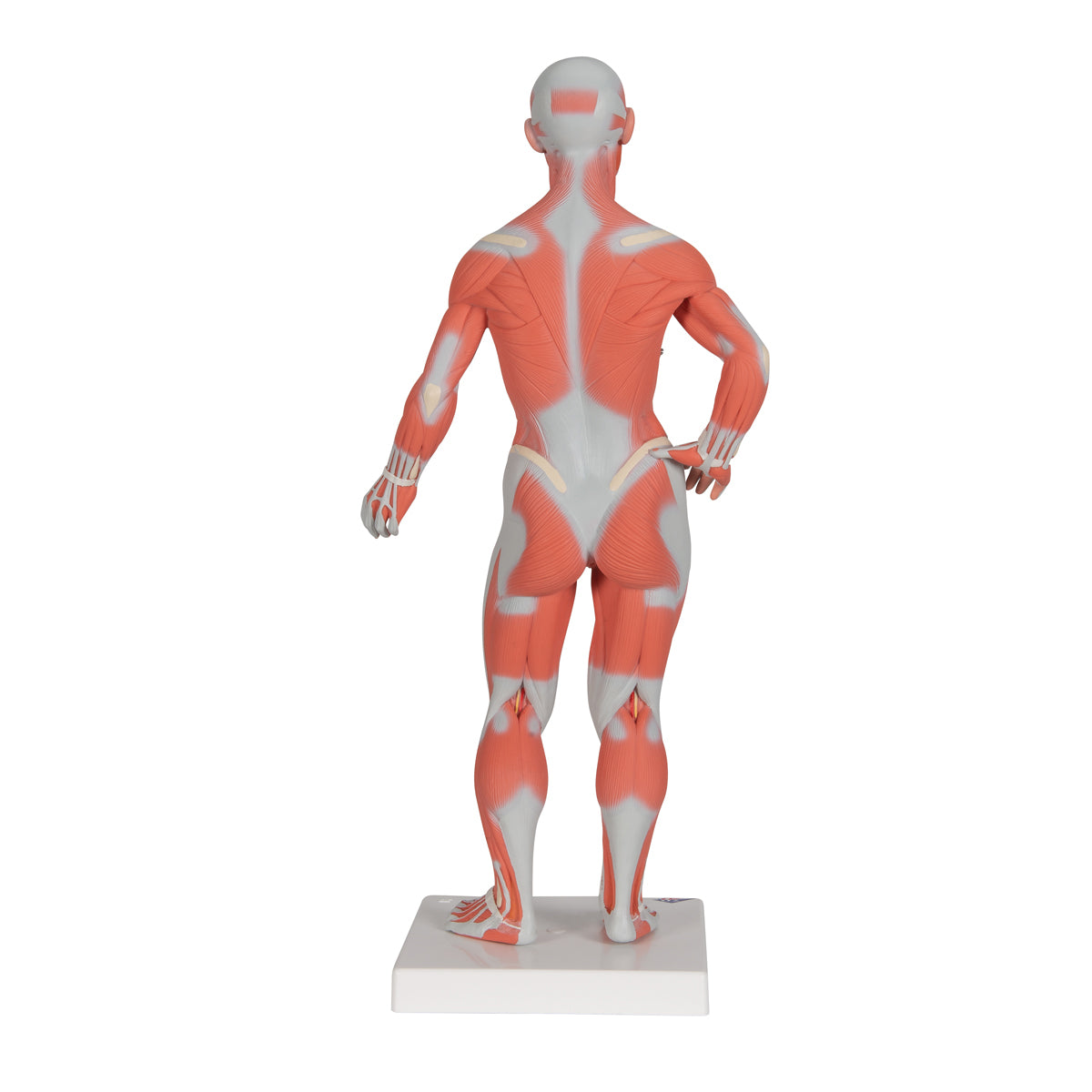 Human Muscle Figure, 1/3 Life-Size, 2 Part