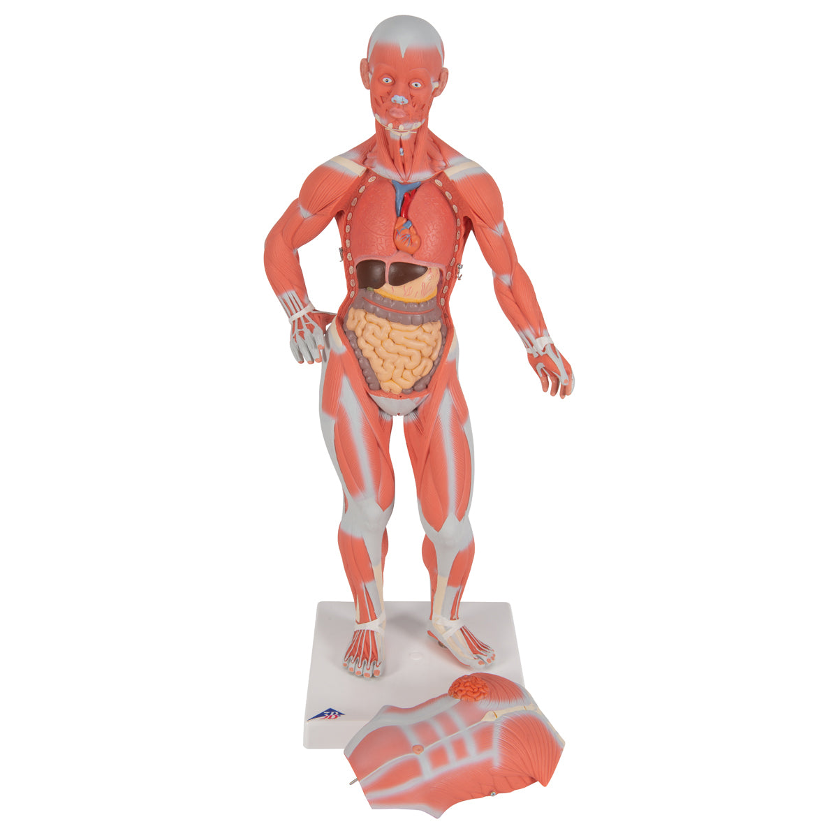 Human Muscle Figure, 1/3 Life-Size, 2 Part