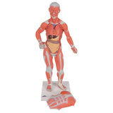 Human Muscle Figure, 1/3 Life-Size, 2 Part