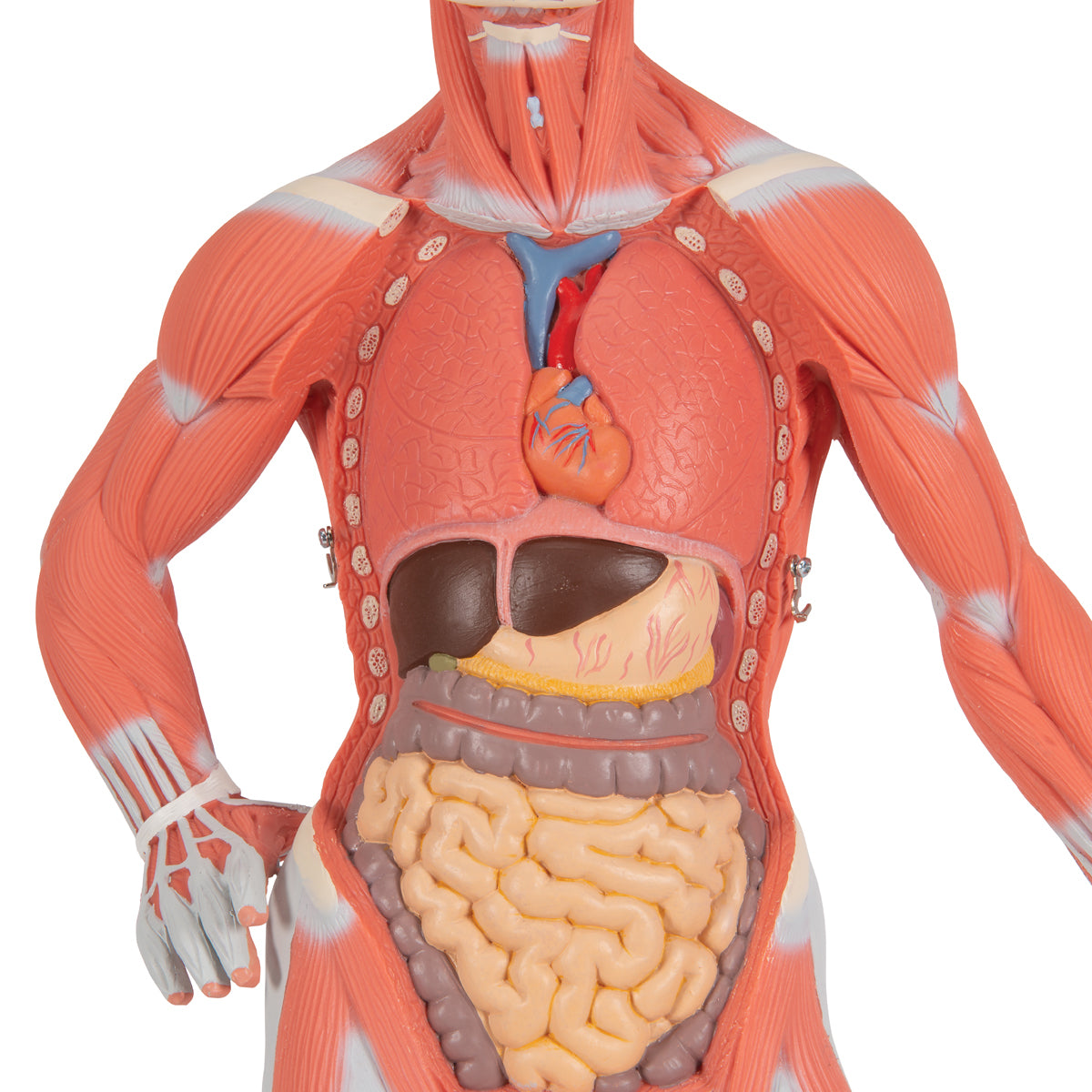 Human Muscle Figure, 1/3 Life-Size, 2 Part