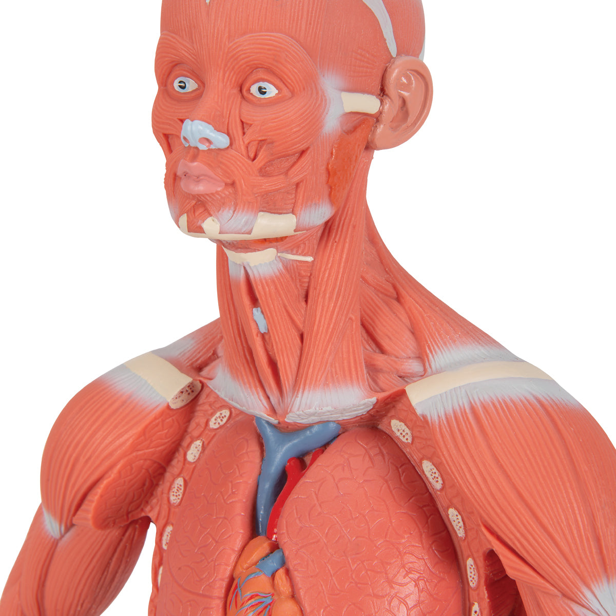 Human Muscle Figure, 1/3 Life-Size, 2 Part