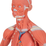 Human Muscle Figure, 1/3 Life-Size, 2 Part