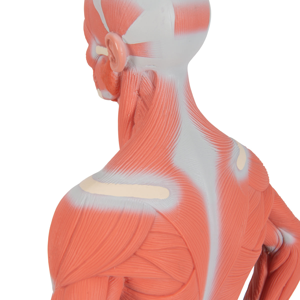 Human Muscle Figure, 1/3 Life-Size, 2 Part