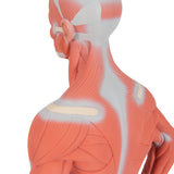 Human Muscle Figure, 1/3 Life-Size, 2 Part