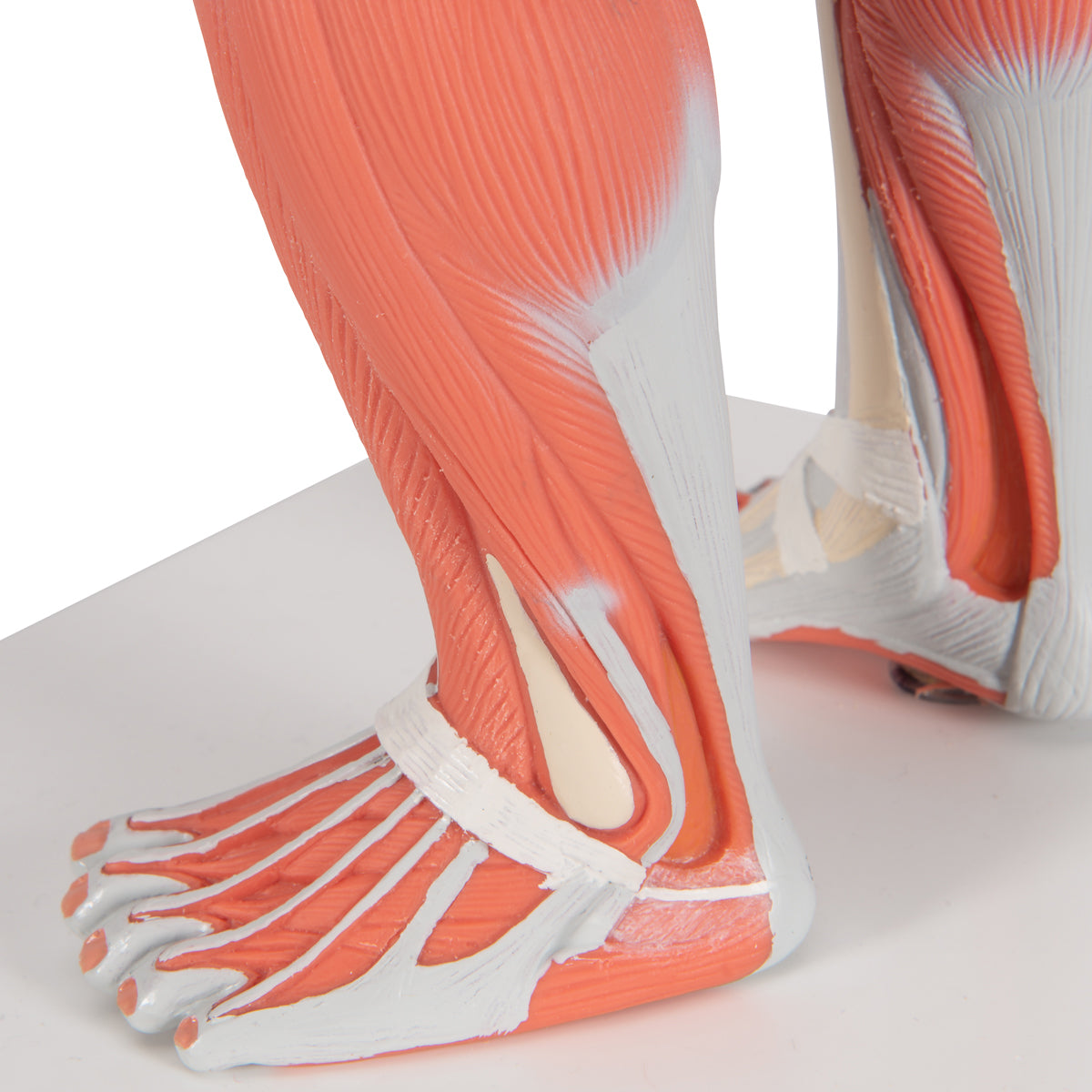 Human Muscle Figure, 1/3 Life-Size, 2 Part