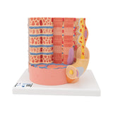 3B Microanatomy Muscle Cross Section