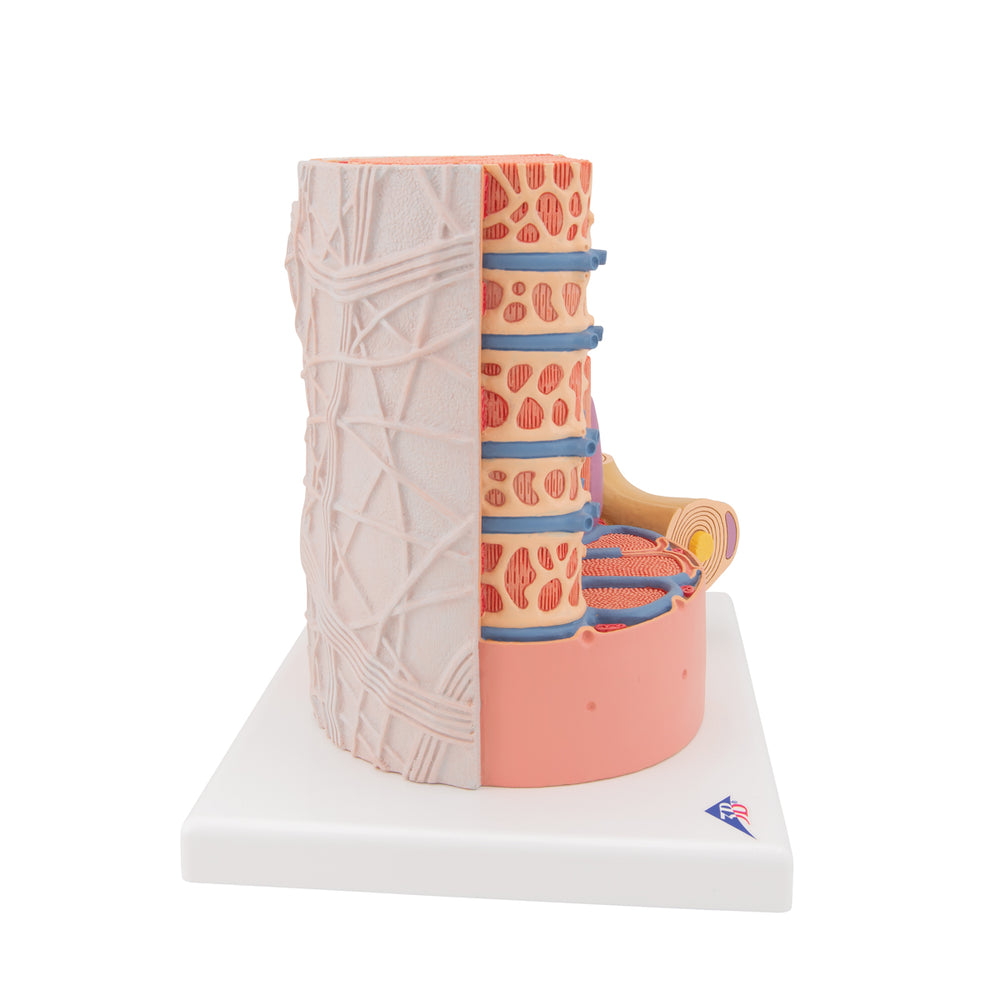 3B Microanatomy Muscle Cross Section – Anchor Simulation