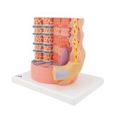 3B Microanatomy Muscle Cross Section