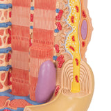 3B Microanatomy Muscle Cross Section