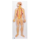 Nervous System Model, 1/2 Life-Size