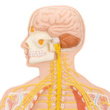 Nervous System Model, 1/2 Life-Size