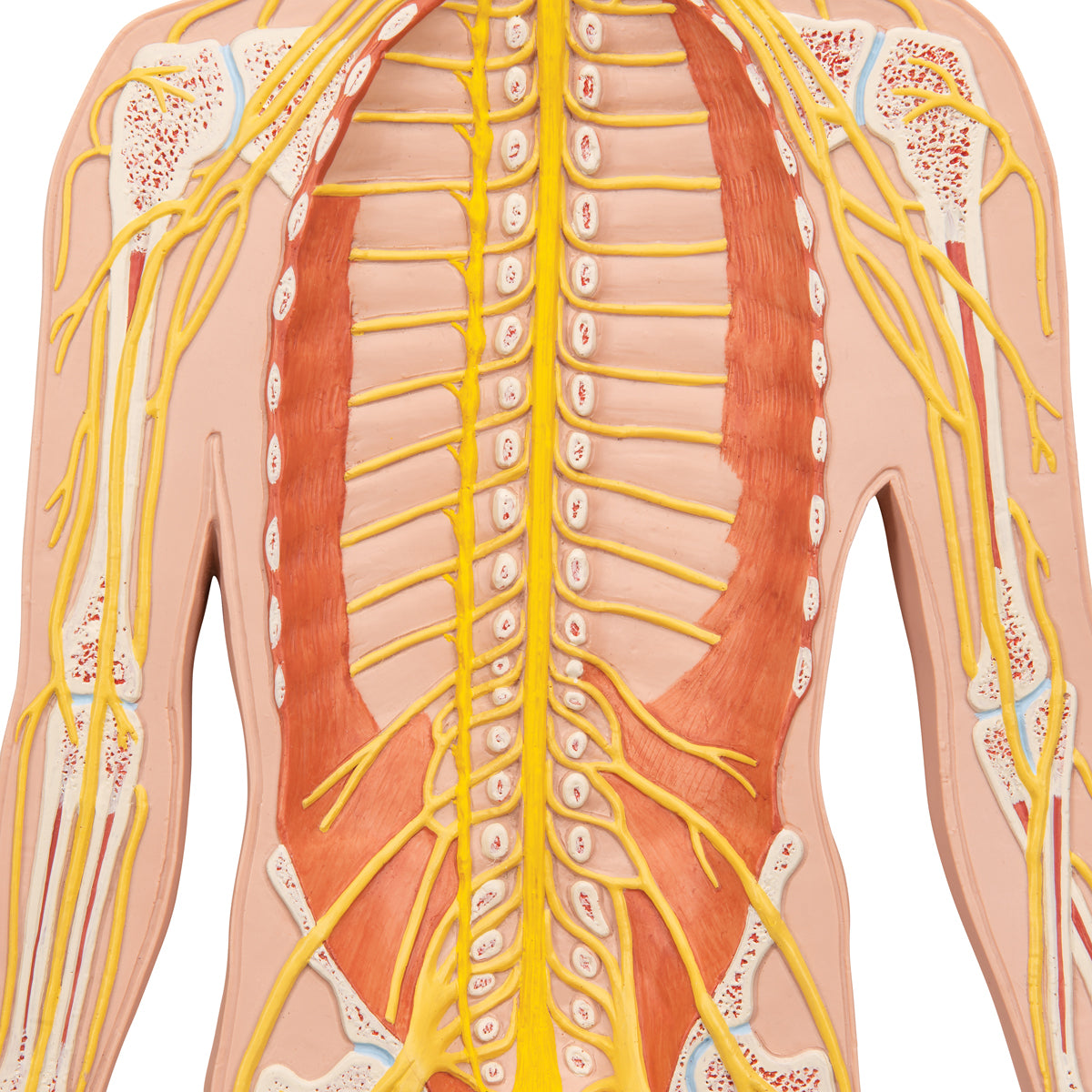 Nervous System Model, 1/2 Life-Size