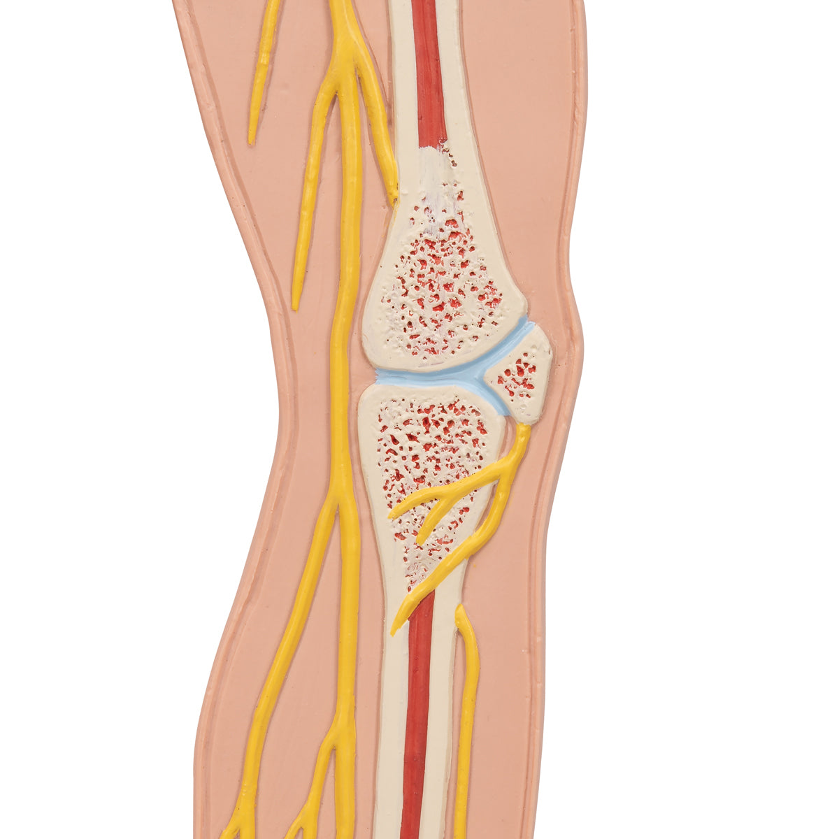 Nervous System Model, 1/2 Life-Size