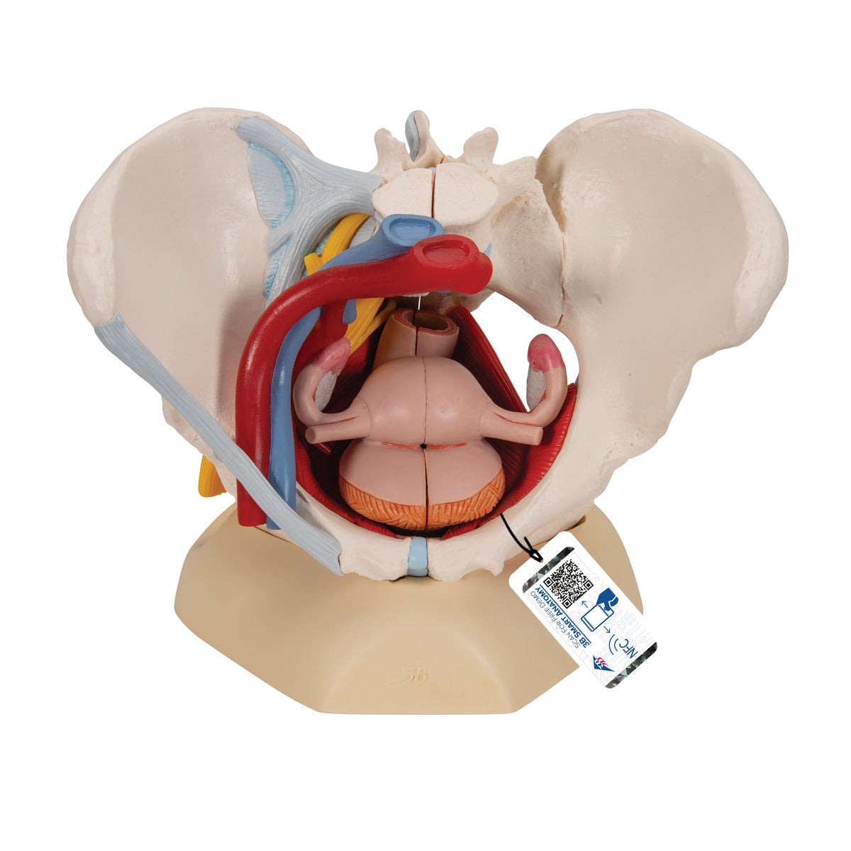 Female Pelvis Skeleton Model, 6 Part