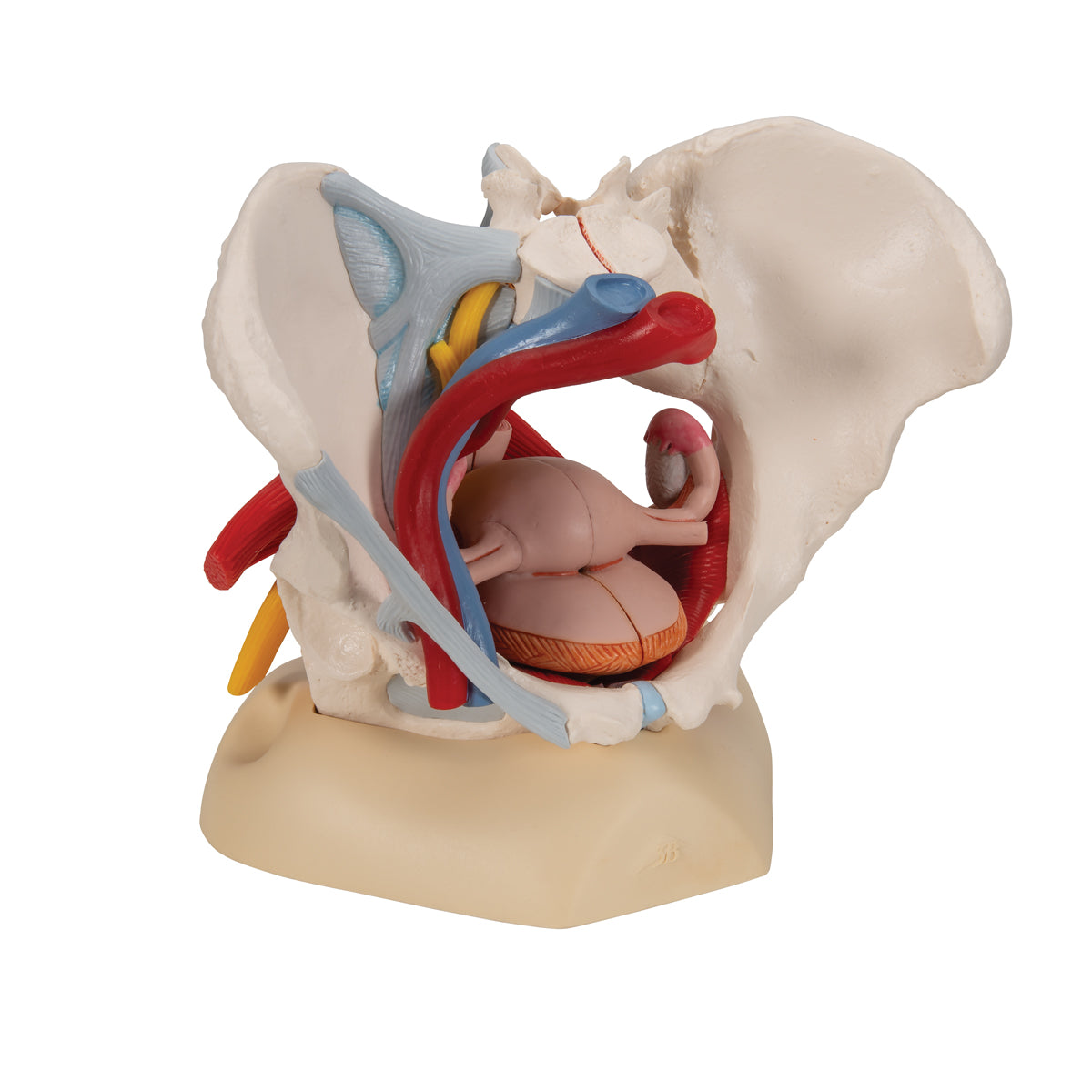 Female Pelvis Skeleton Model, 6 Part