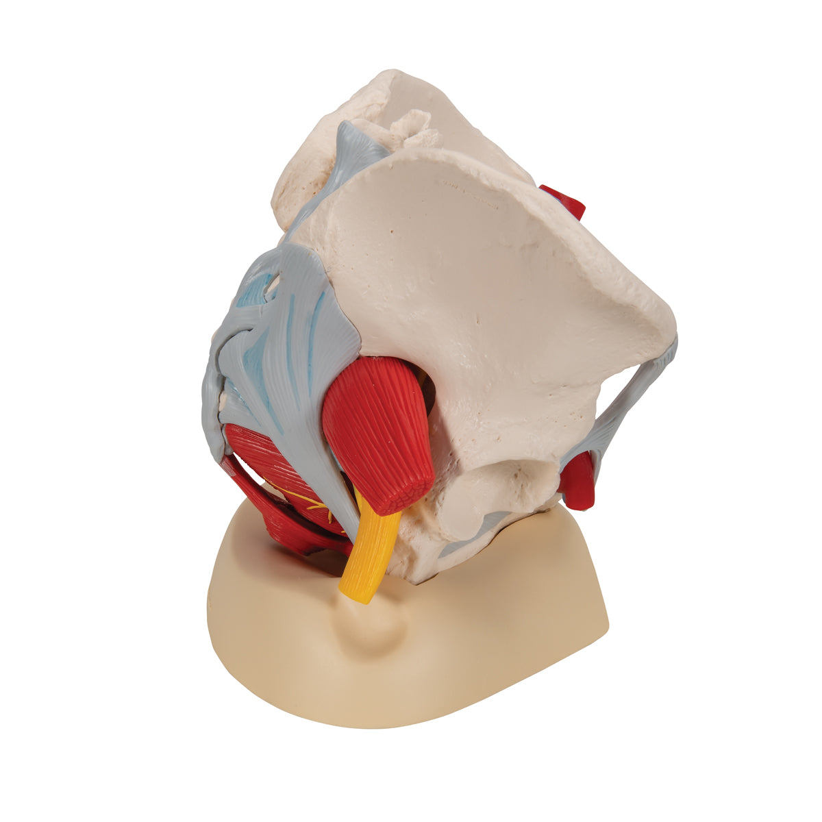 Female Pelvis Skeleton Model, 6 Part