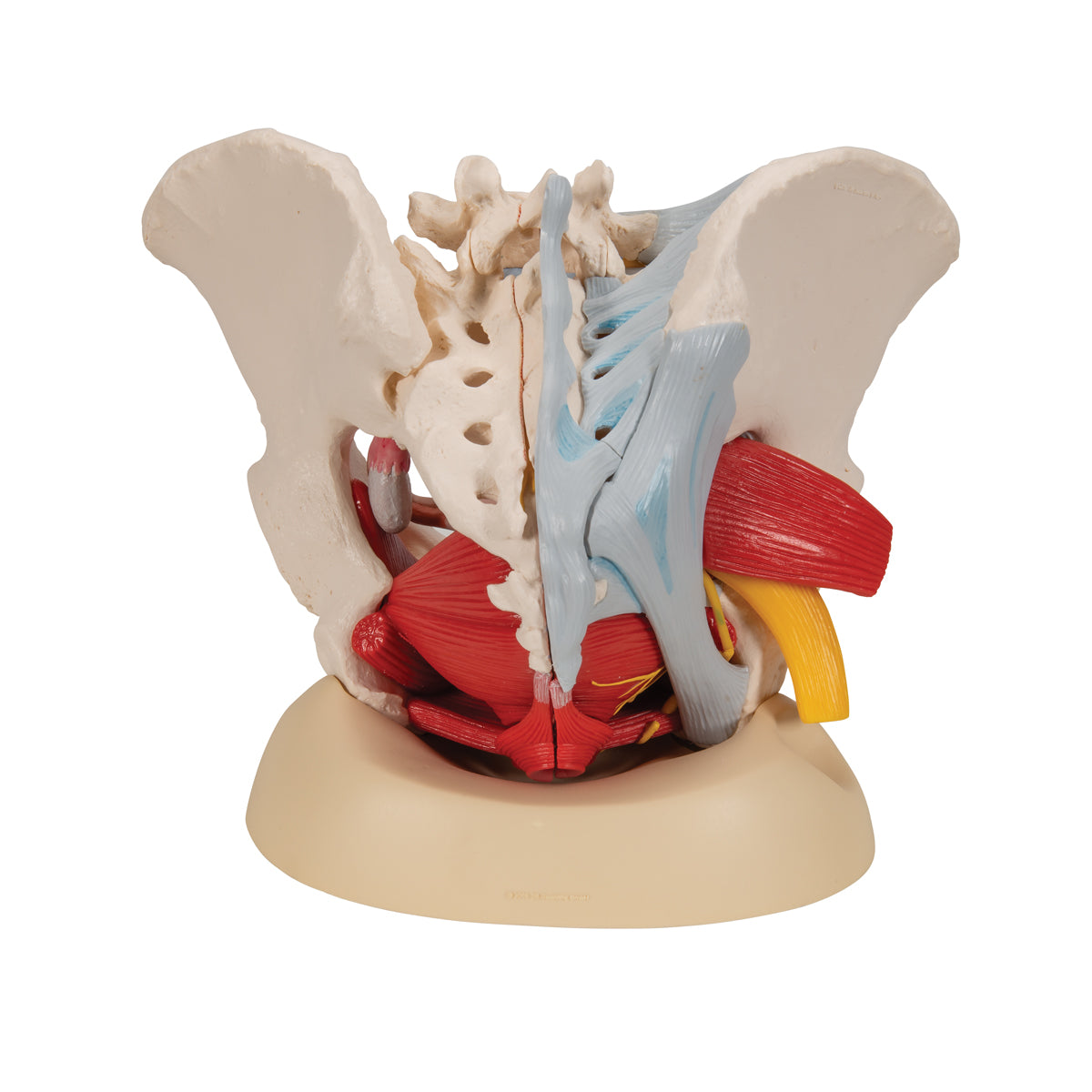 Female Pelvis Skeleton Model, 6 Part