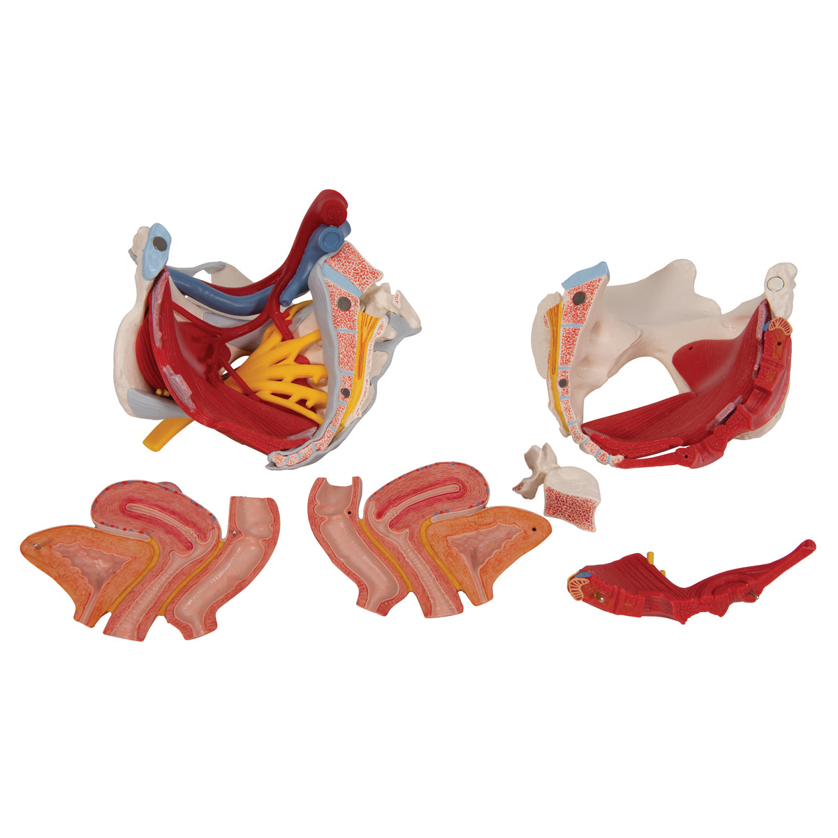 Female Pelvis Skeleton Model, 6 Part