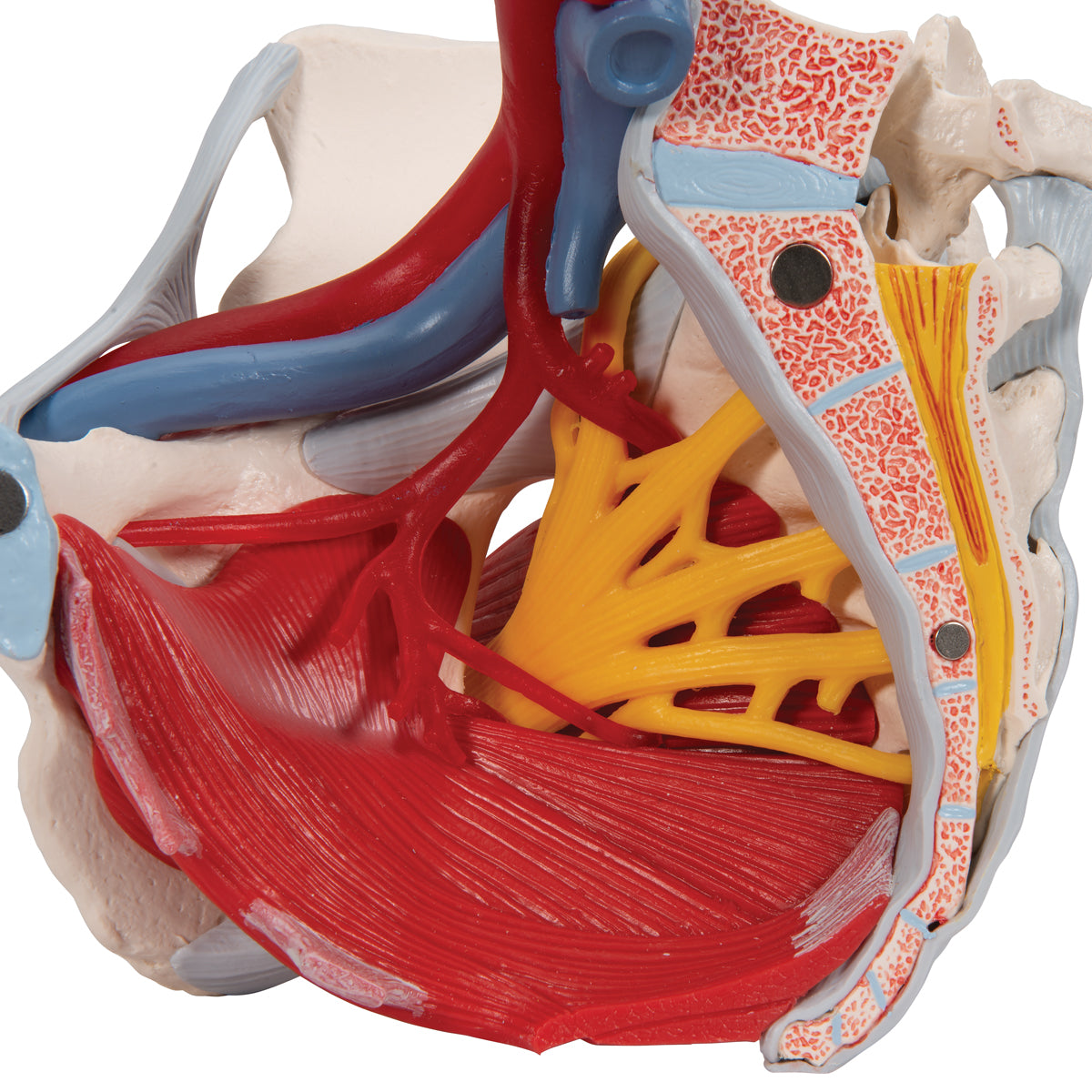 Female Pelvis Skeleton Model, 6 Part