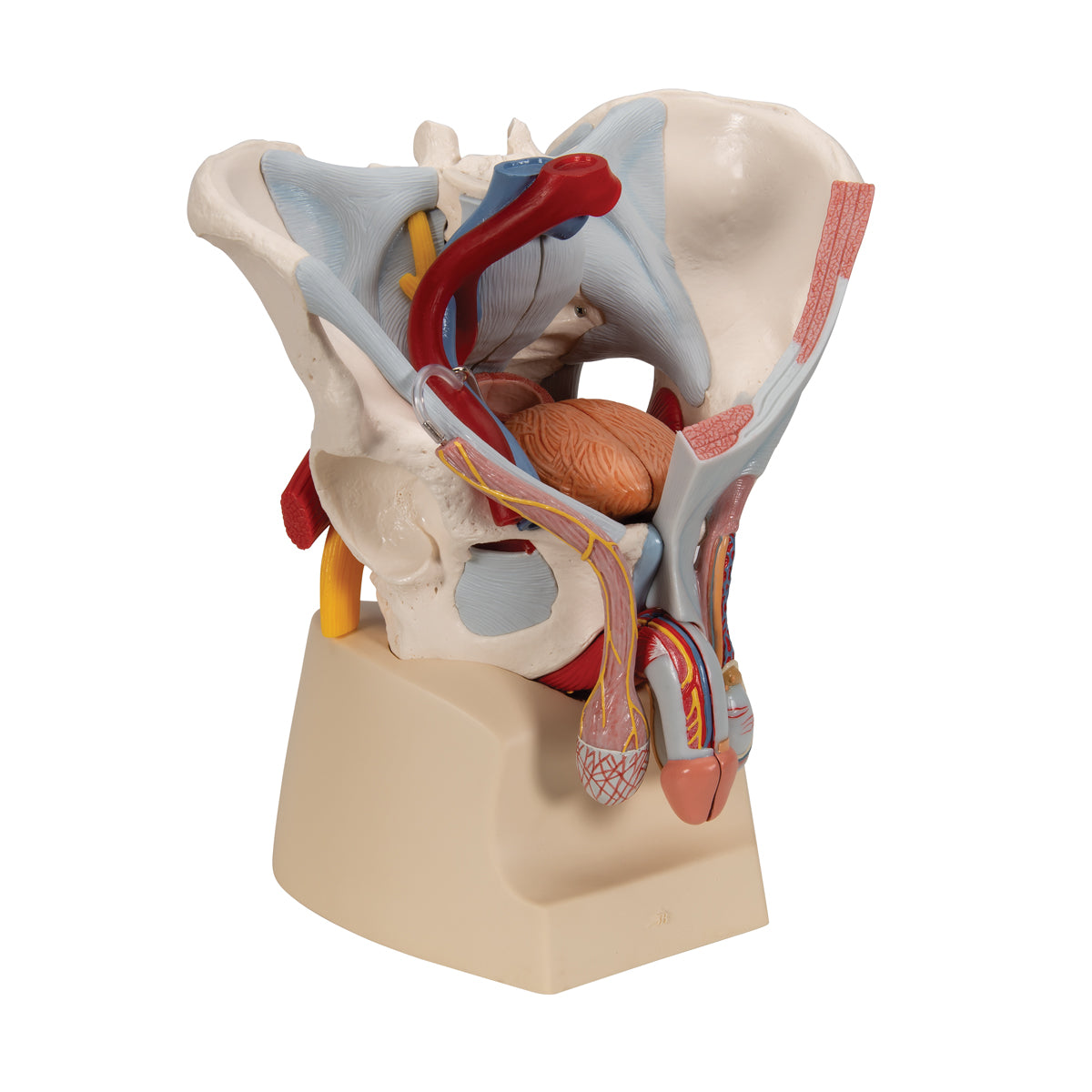 Male Pelvis With Ligaments, Nerves And Organs, 7 Part