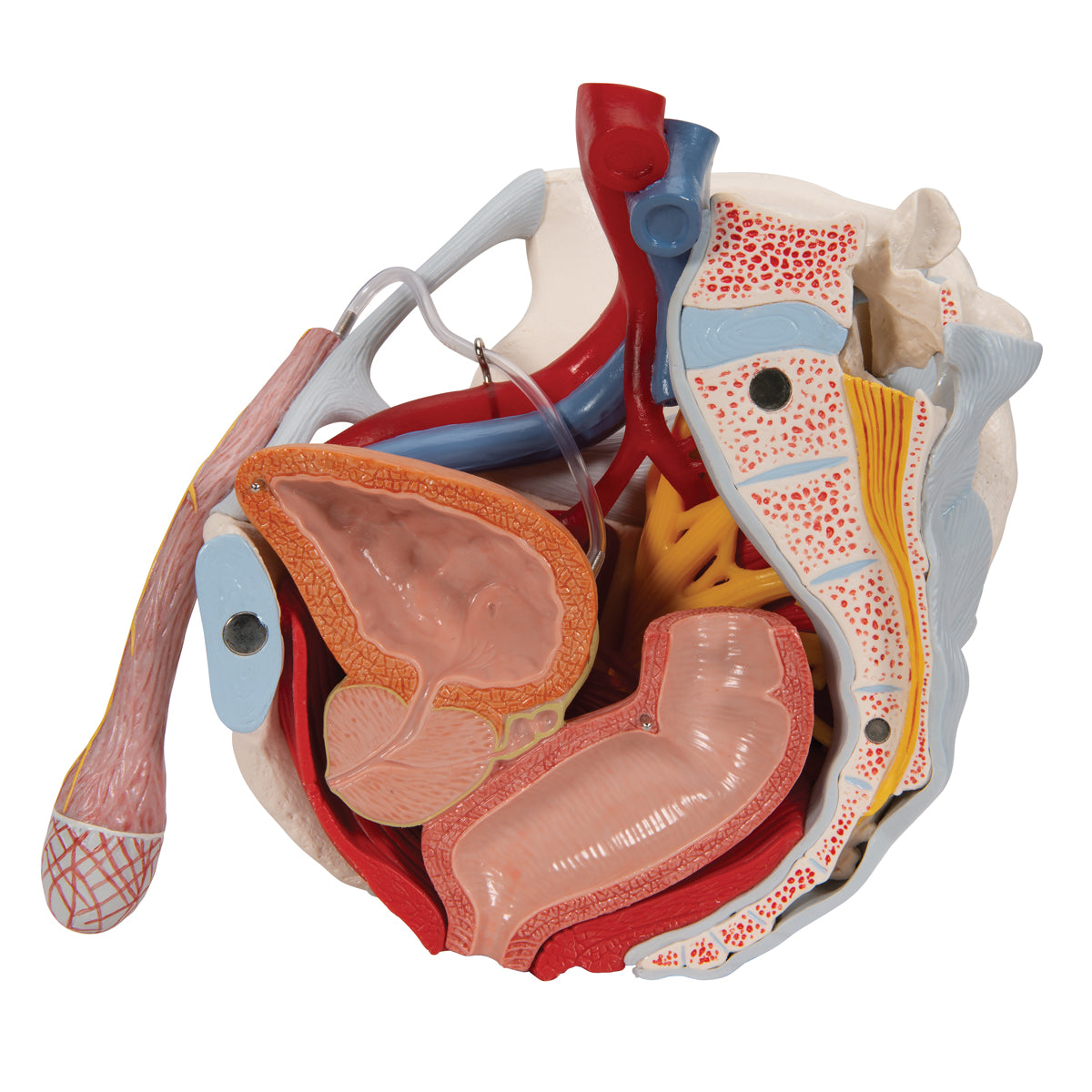 Male Pelvis With Ligaments, Nerves And Organs, 7 Part