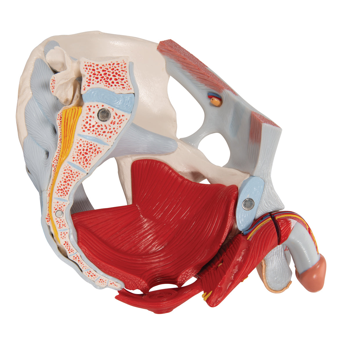 Male Pelvis With Ligaments, Nerves And Organs, 7 Part