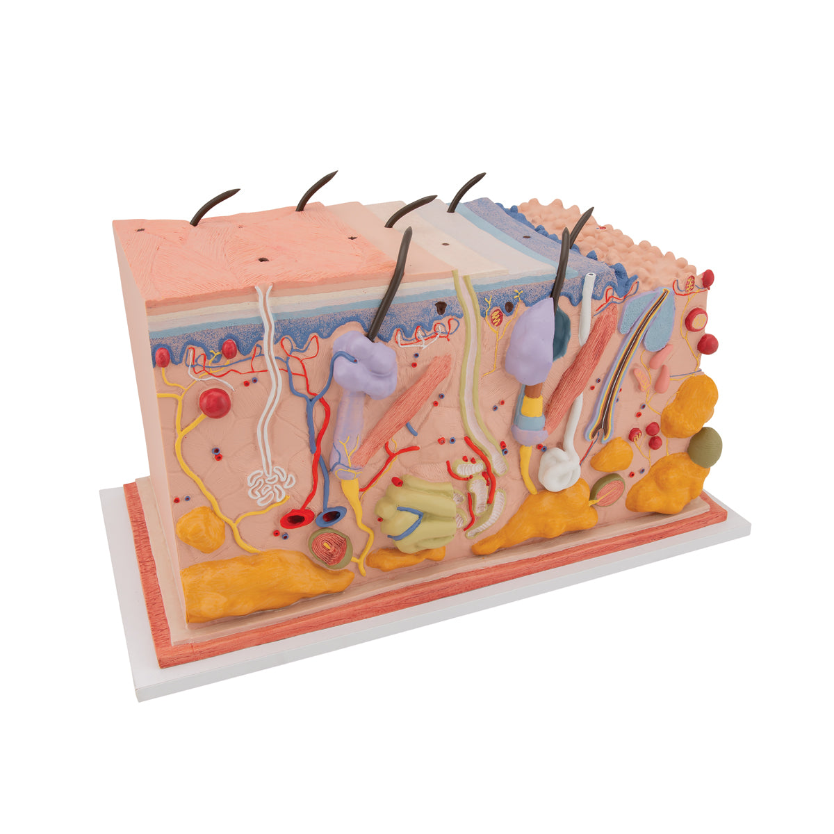 Skin Block Model 70x Full-Size – Anchor Simulation