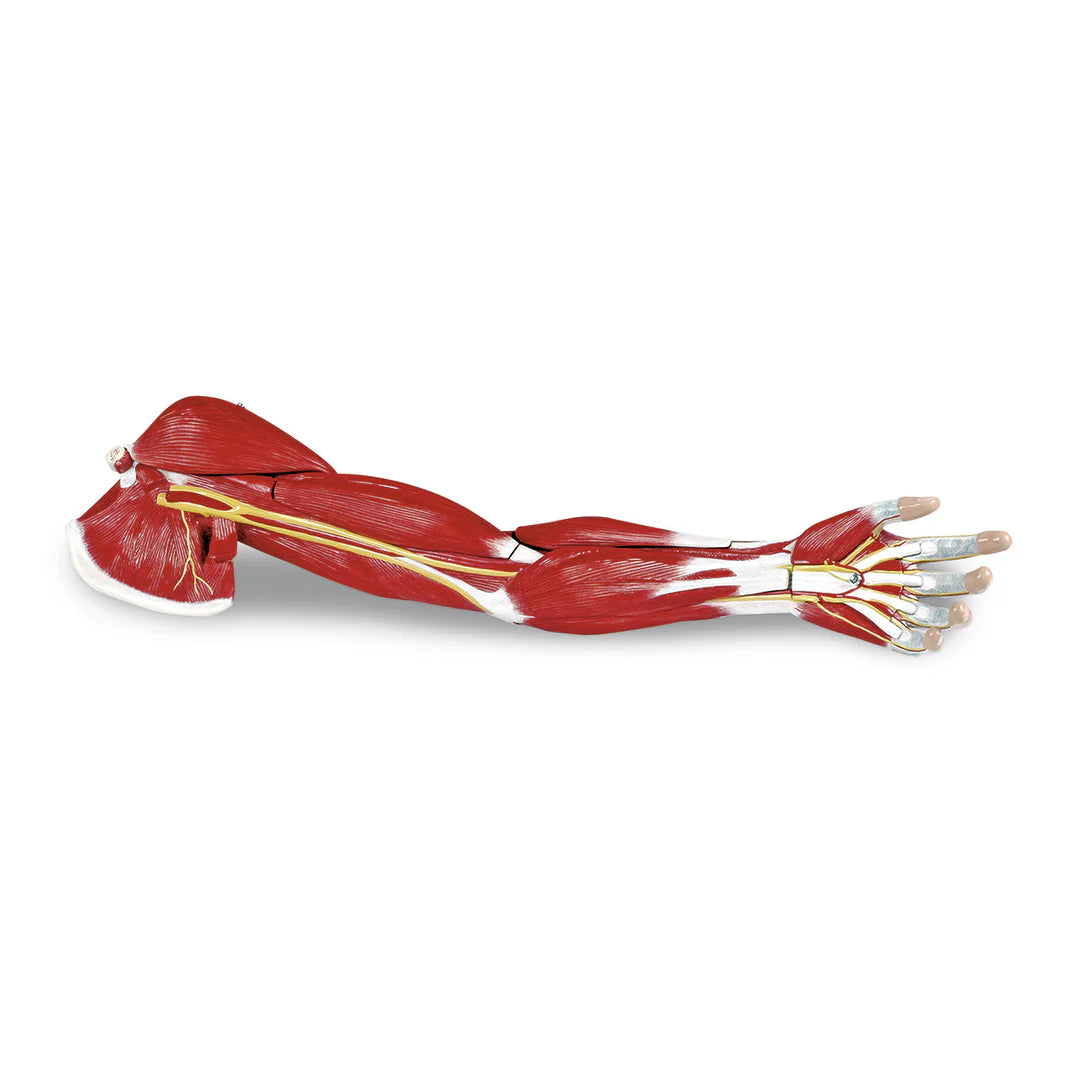 Model Arm Muscle/Life 7 Part