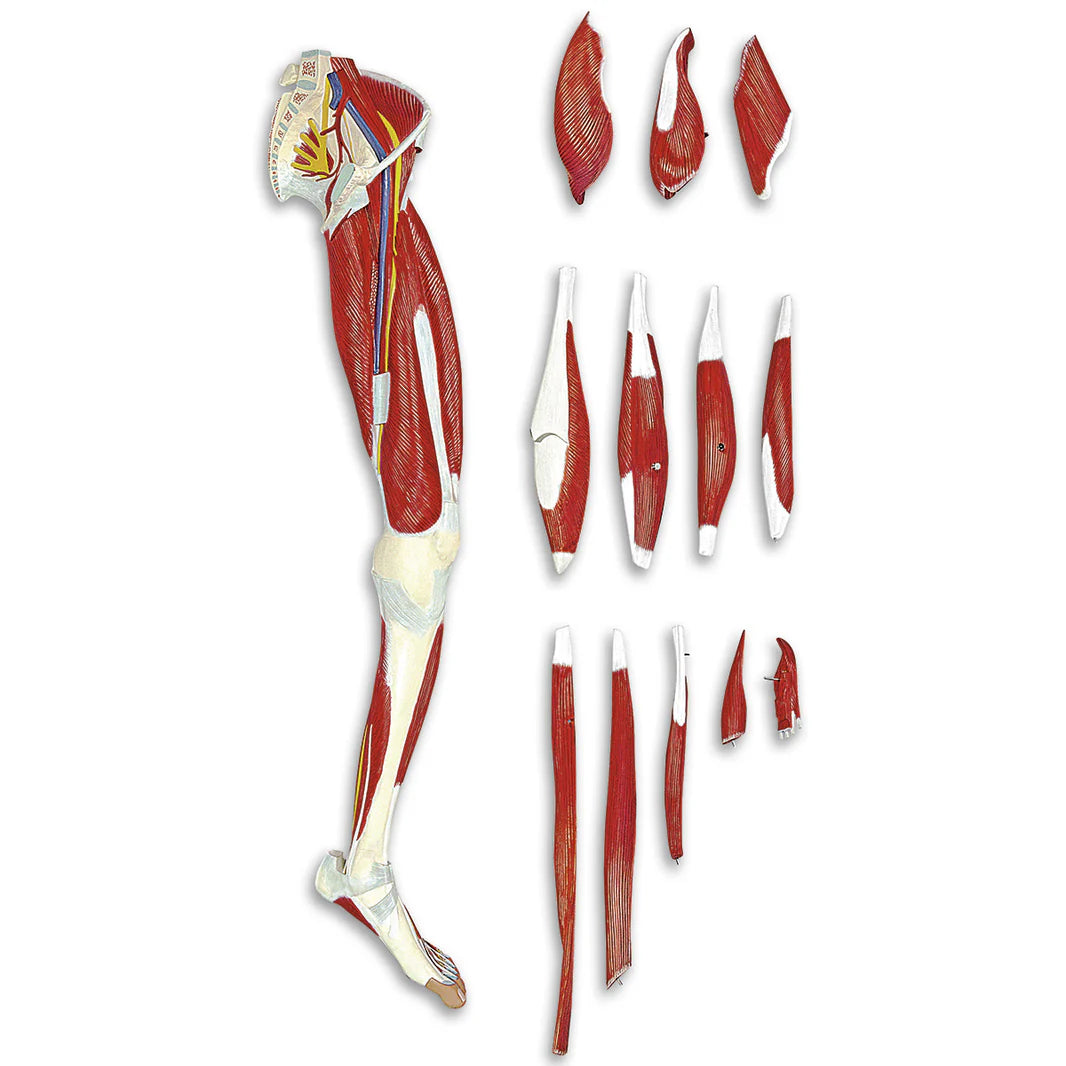 Leg Muscle (13-Part)